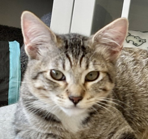 picture of the cat needing adoption