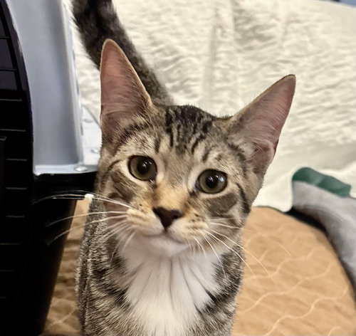 picture of the cat needing adoption