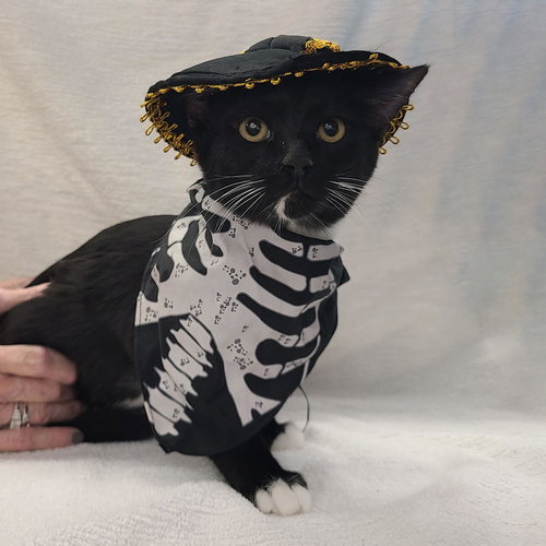 picture of the cat needing adoption