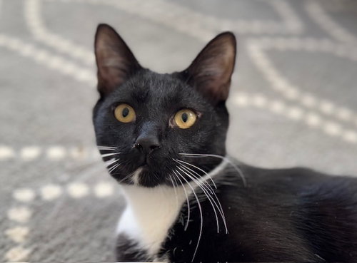 WESLEY - Domestic Short Hair available for adoption