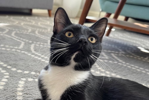 WESLEY - Domestic Short Hair available for adoption