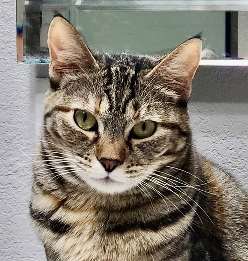 picture of the cat needing adoption