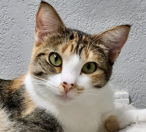 picture of the cat needing adoption