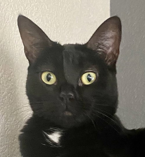 picture of the cat needing adoption