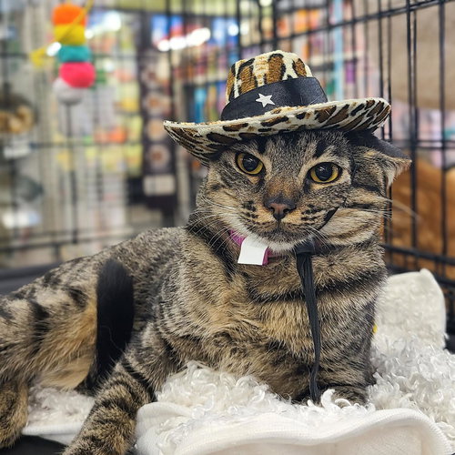 picture of the cat needing adoption