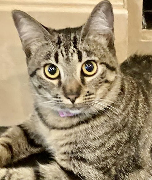 picture of the cat needing adoption