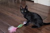 Apollo - Photo 2
