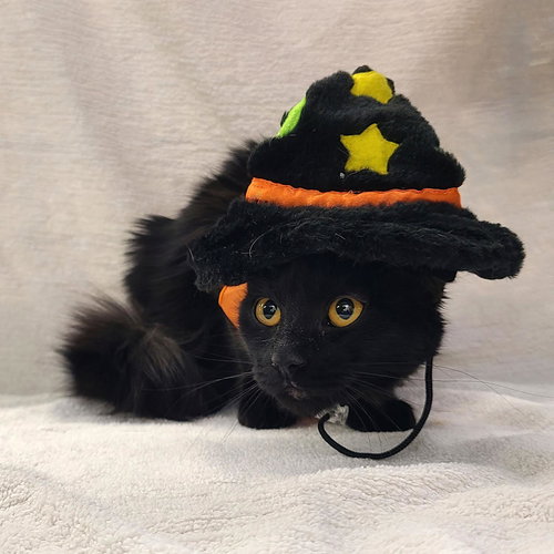 picture of the cat needing adoption