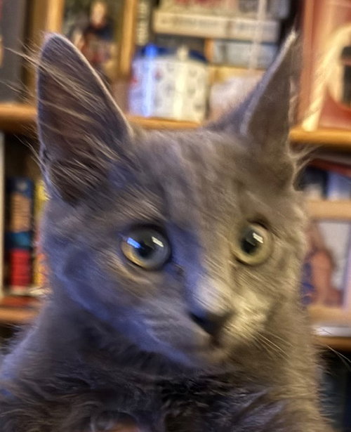 picture of the cat needing adoption