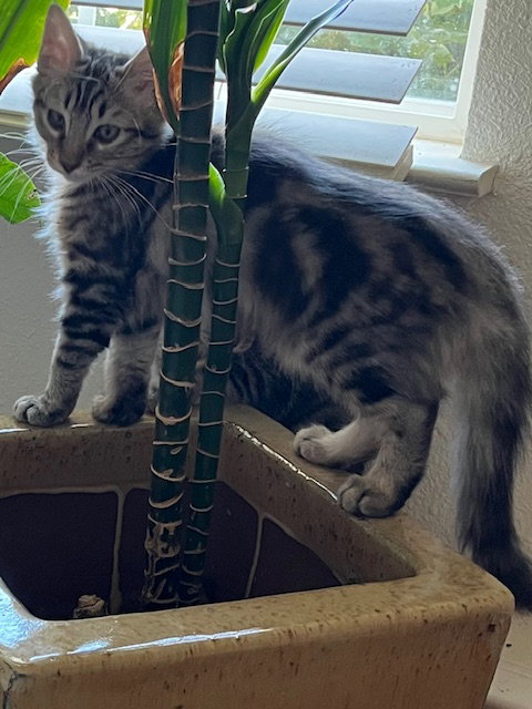 Madeleine (bonded with Summer)