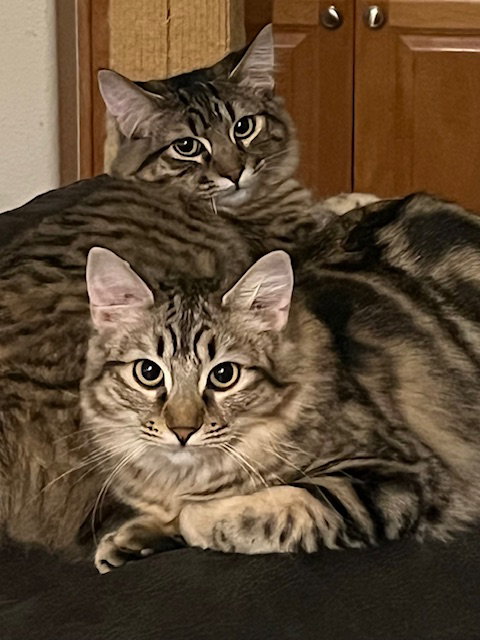 Madeleine (bonded with Summer), an adoptable Domestic Medium Hair in Antioch, CA