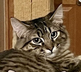 Madeleine, Young Domestic Medium Hair / Mixed (medium coat), cat for adoption in Pittsburg, California