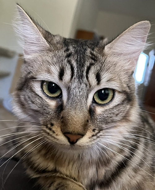 Madeleine, Young Domestic Long Hair / Mixed (long coat), cat for adoption in Vallejo, California