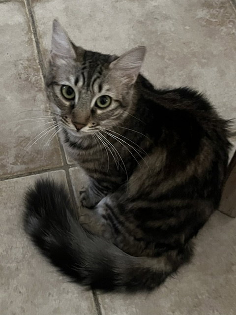 Madeleine, Young Domestic Long Hair / Mixed (long coat), cat for adoption in Antioch, California