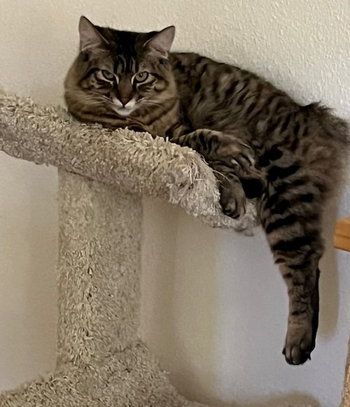 Summer (bonded with Madeleine), an adoptable Manx in Antioch, CA