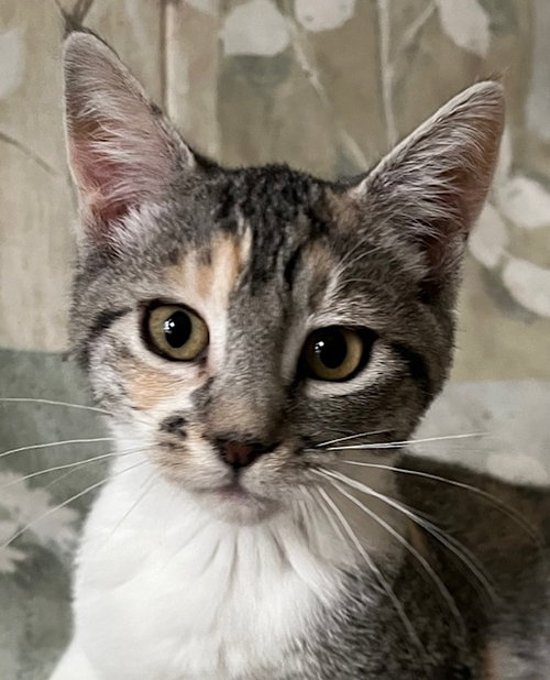 picture of the cat needing adoption