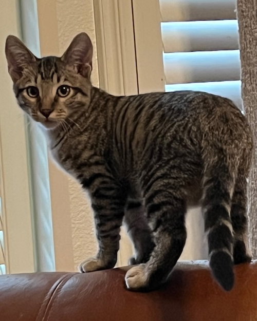 picture of the cat needing adoption