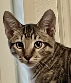 KENDRICK - Domestic Short Hair available for adoption