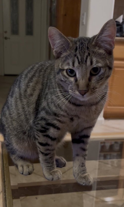 KENDRICK - Domestic Short Hair available for adoption