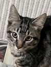 Wallace - Photo 4