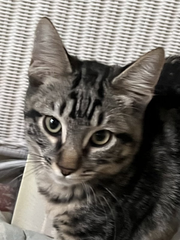 Wallace