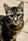 Wallace - Photo 1