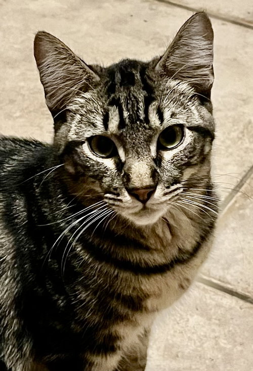 picture of the cat needing adoption