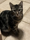 Wallace - Photo 2