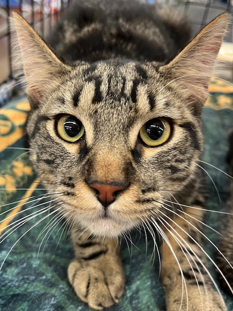 picture of the cat needing adoption