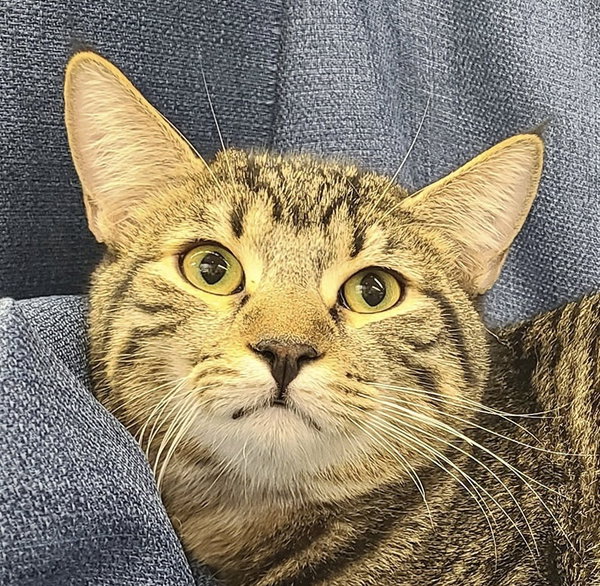 Alder