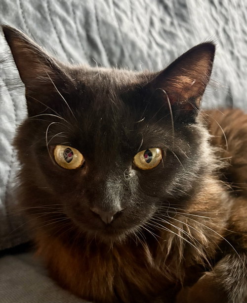 MUFFIN - Domestic Long Hair available for adoption