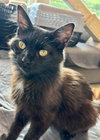 Muffin - Photo 1