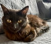Muffin - Photo 3