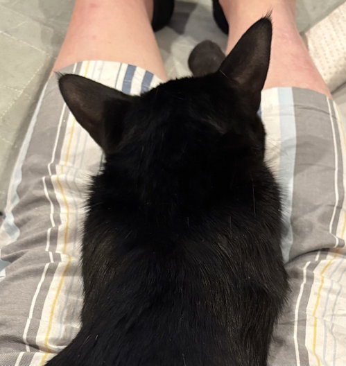 Muffin, Adult Domestic Long Hair / Mixed (long coat), cat for adoption in San Rafael, California