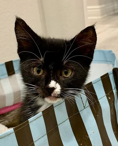 TOFFEE - Domestic Short Hair available for adoption