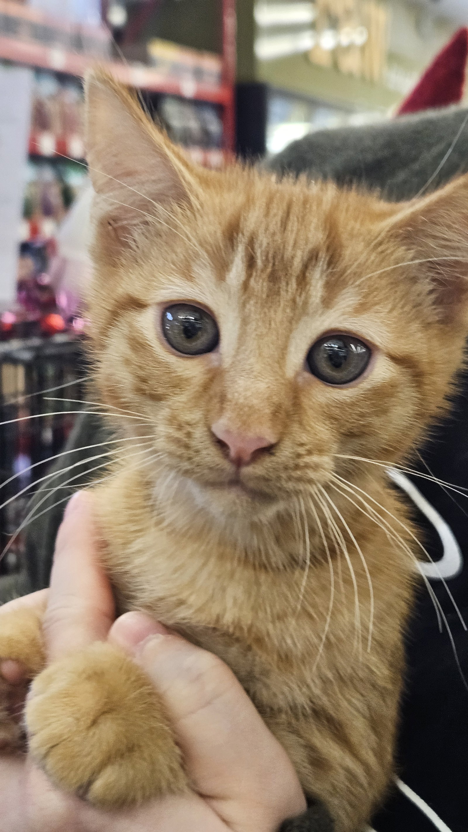 Taz (bonded with Sherbert)
