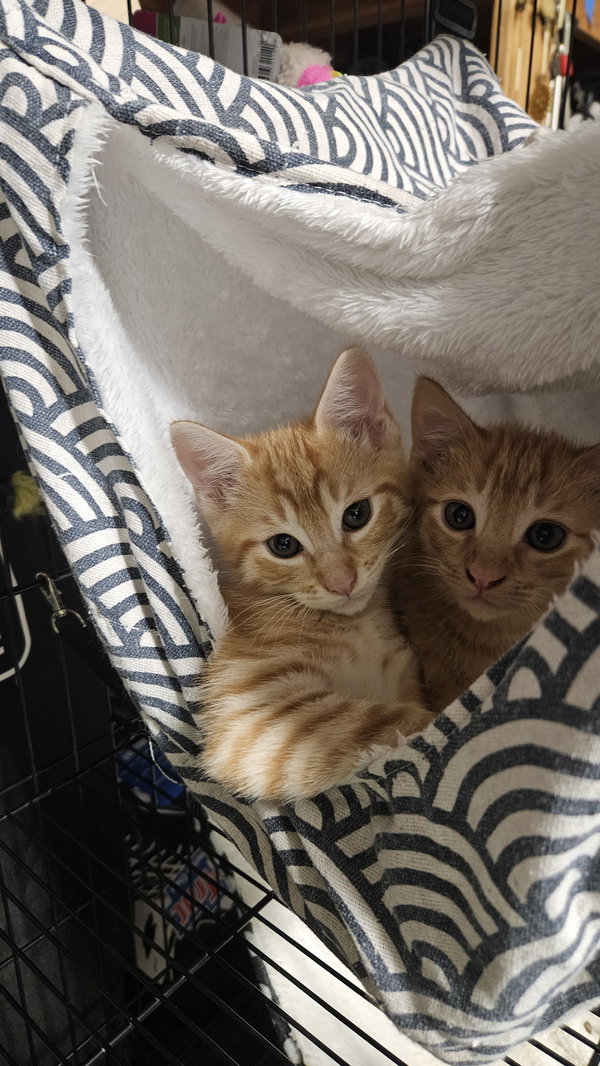 Sherbert (bonded with Taz)