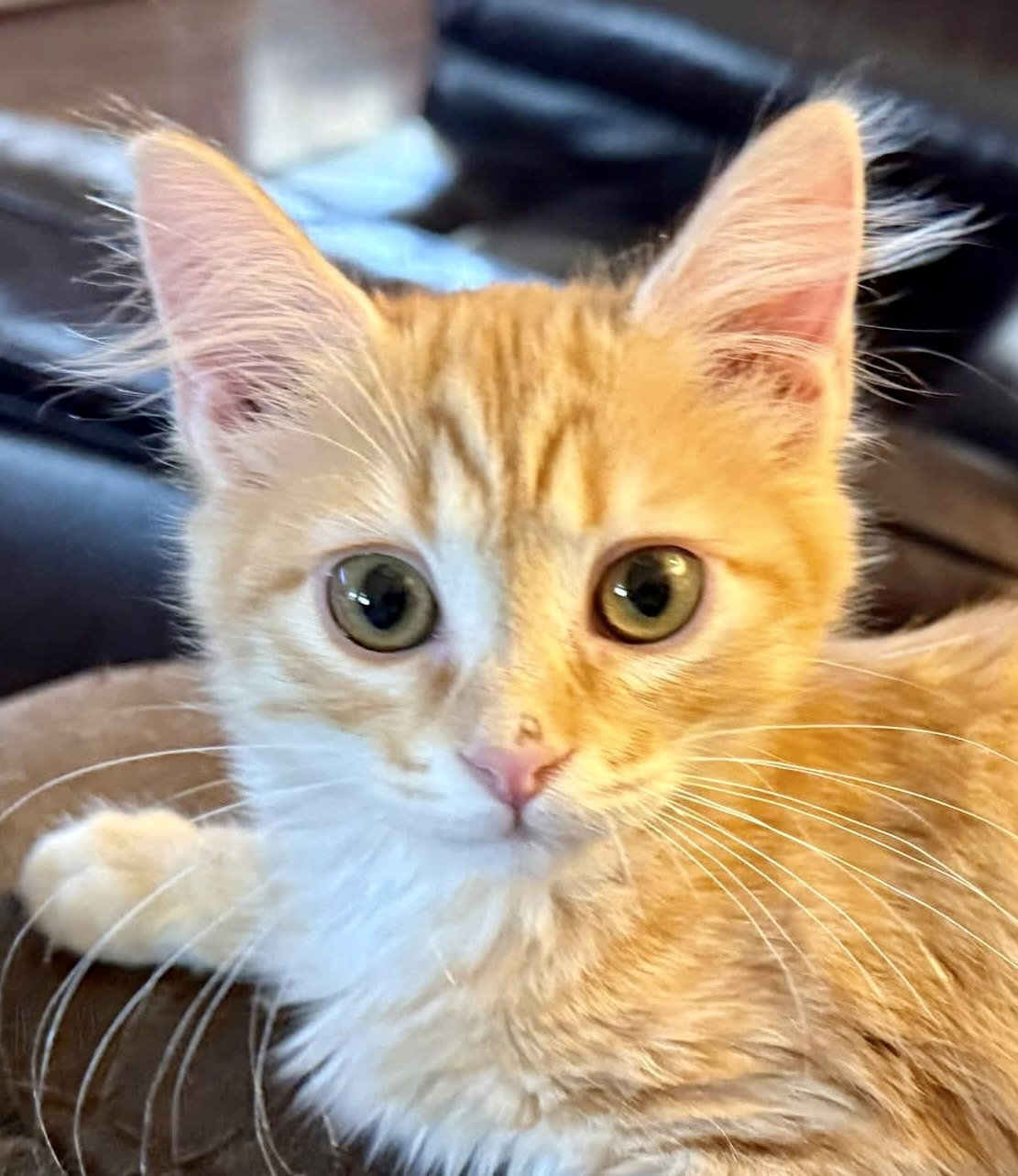 Fiona (bonded with Lily)