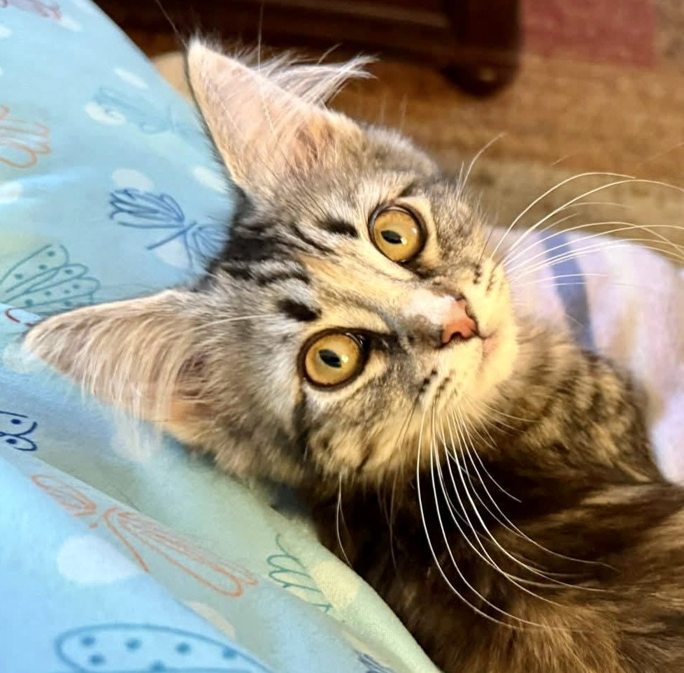 Lily (bonded with Fiona)