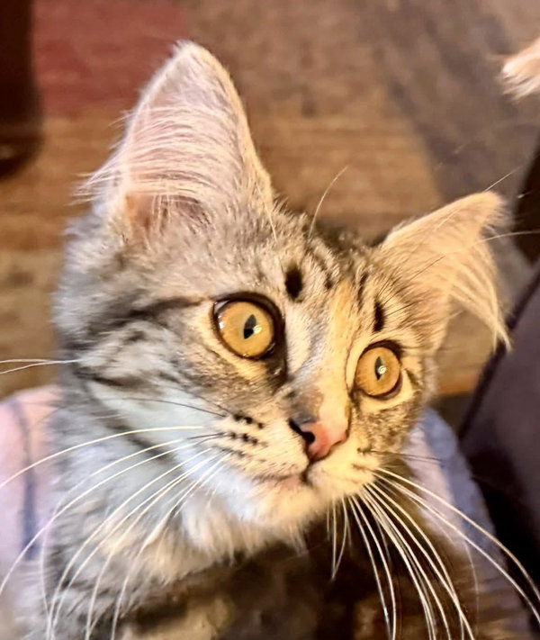 Lily (bonded with Fiona)
