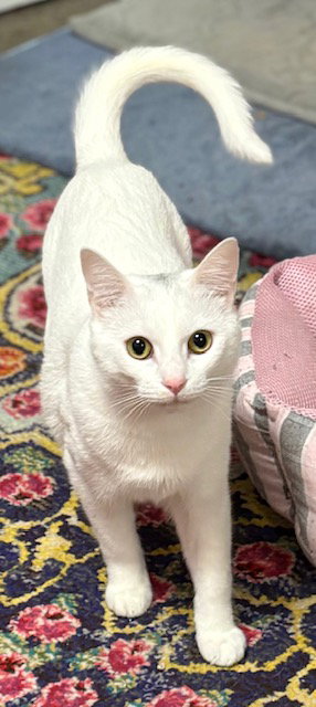picture of the cat needing adoption