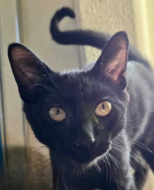 Blitzen, an adoptable Domestic Medium Hair in Antioch, CA