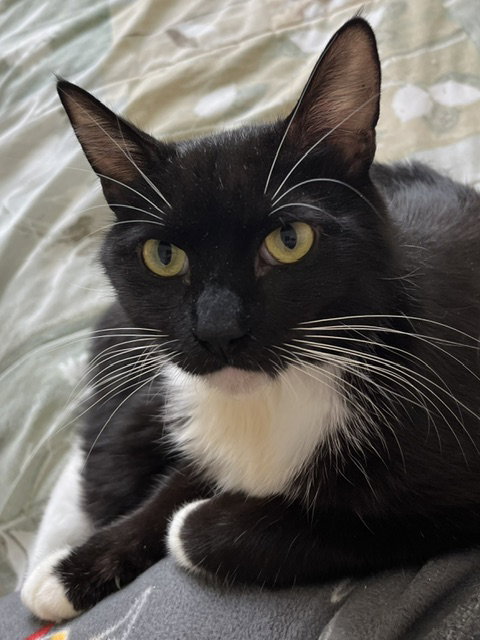 Chiara, an adoptable Domestic Short Hair in Antioch, CA