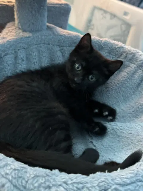 Midnight Bonded With Fluffy - Domestic Short Hair
