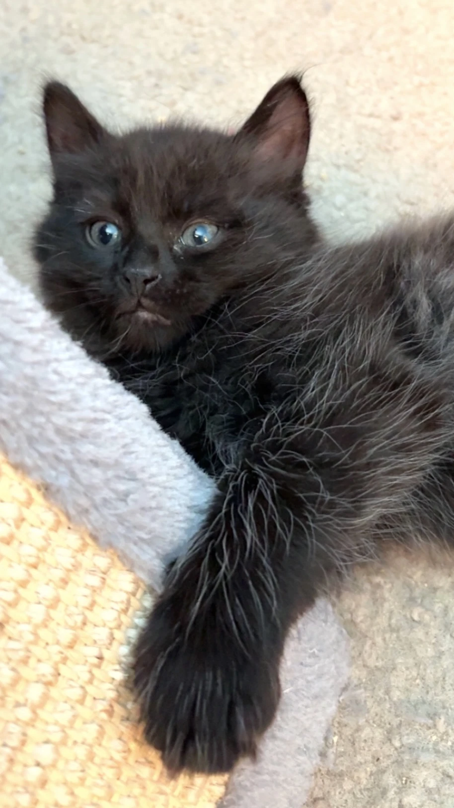 Fluffy Bonded With Midnight