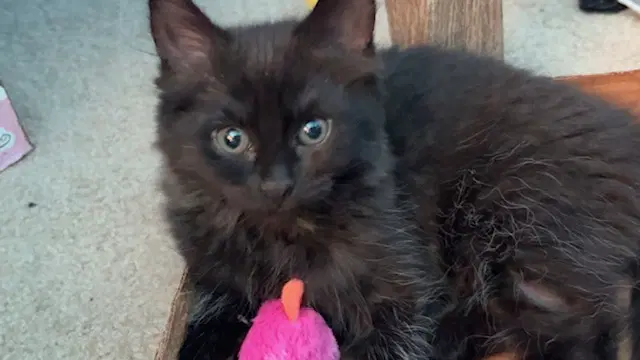 Fluffy Bonded With Midnight image 4