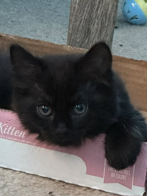 Fluffy (bonded with Midnight)