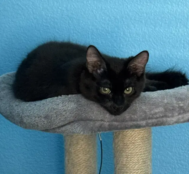 Fluffy Bonded With Midnight image 3
