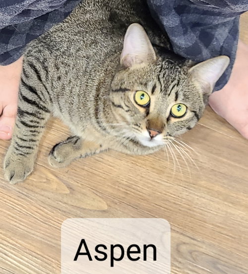 Aspen, an adoptable Abyssinian in Antioch, CA
