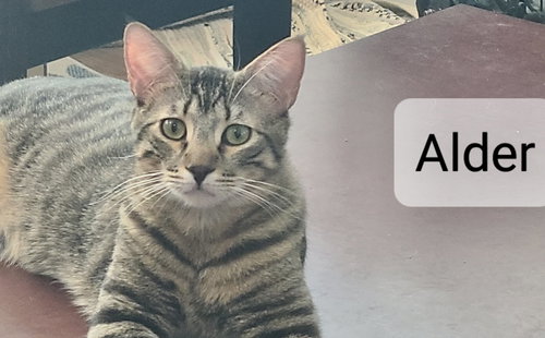 Adler, an adoptable Tabby in Antioch, CA